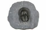 Excellent Scotoharpes Trilobite - Boudib, Morocco #381577-3